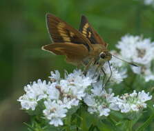 Image of Byssus Skipper