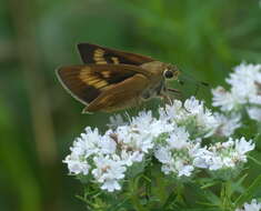 Image of Byssus Skipper