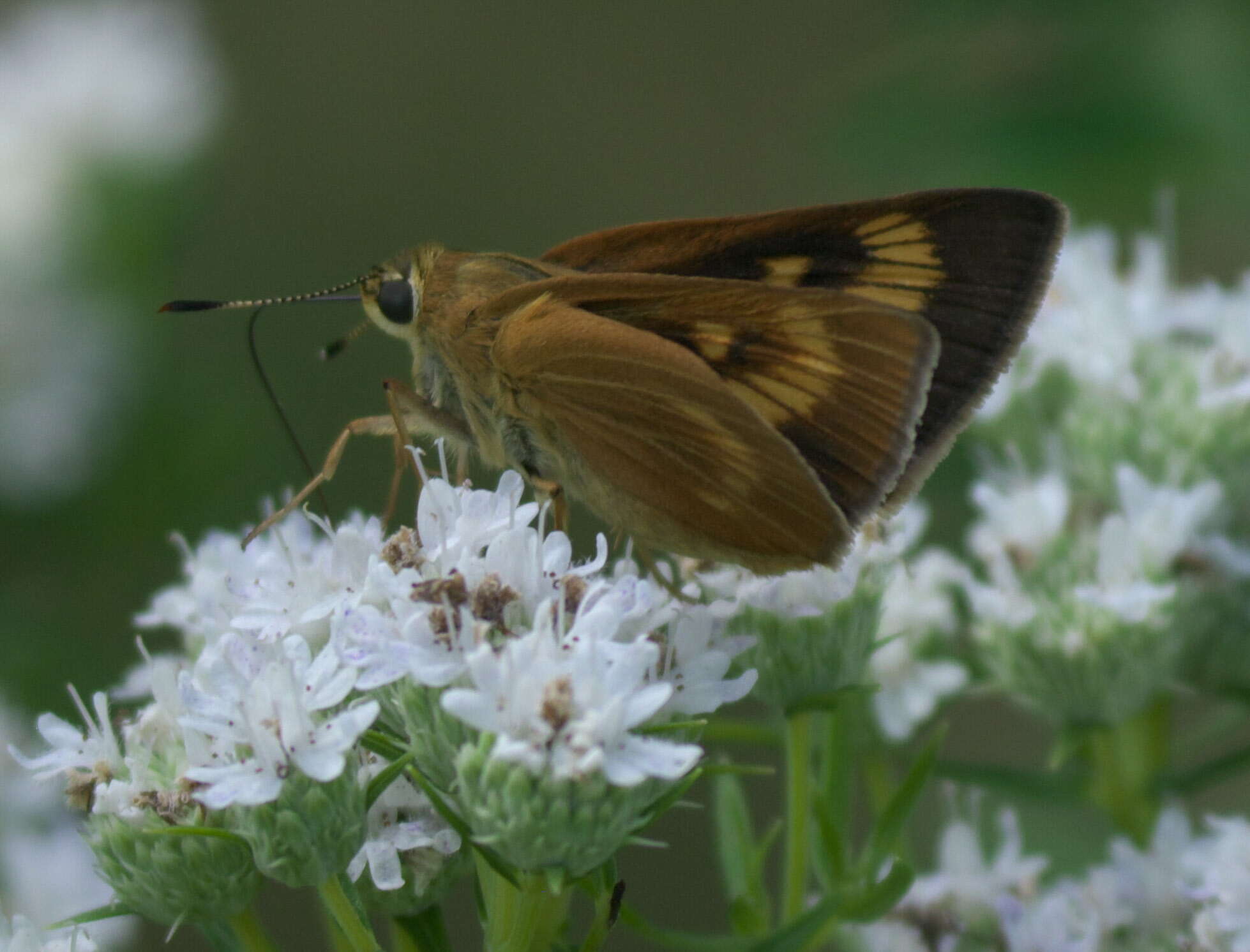 Image of Byssus Skipper