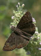 Image of Horace's Duskywing