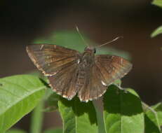 Image of Horace's Duskywing