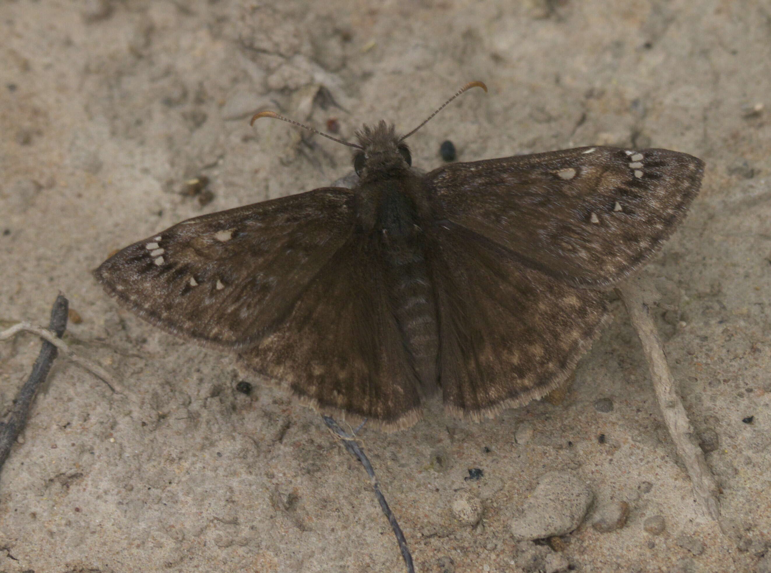 Image of Juvenal's Duskywing