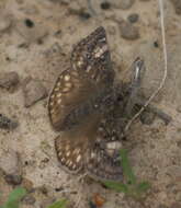 Image of Juvenal's Duskywing