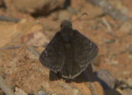 Image of Juvenal's Duskywing