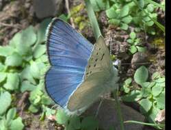 Image of Blue Copper