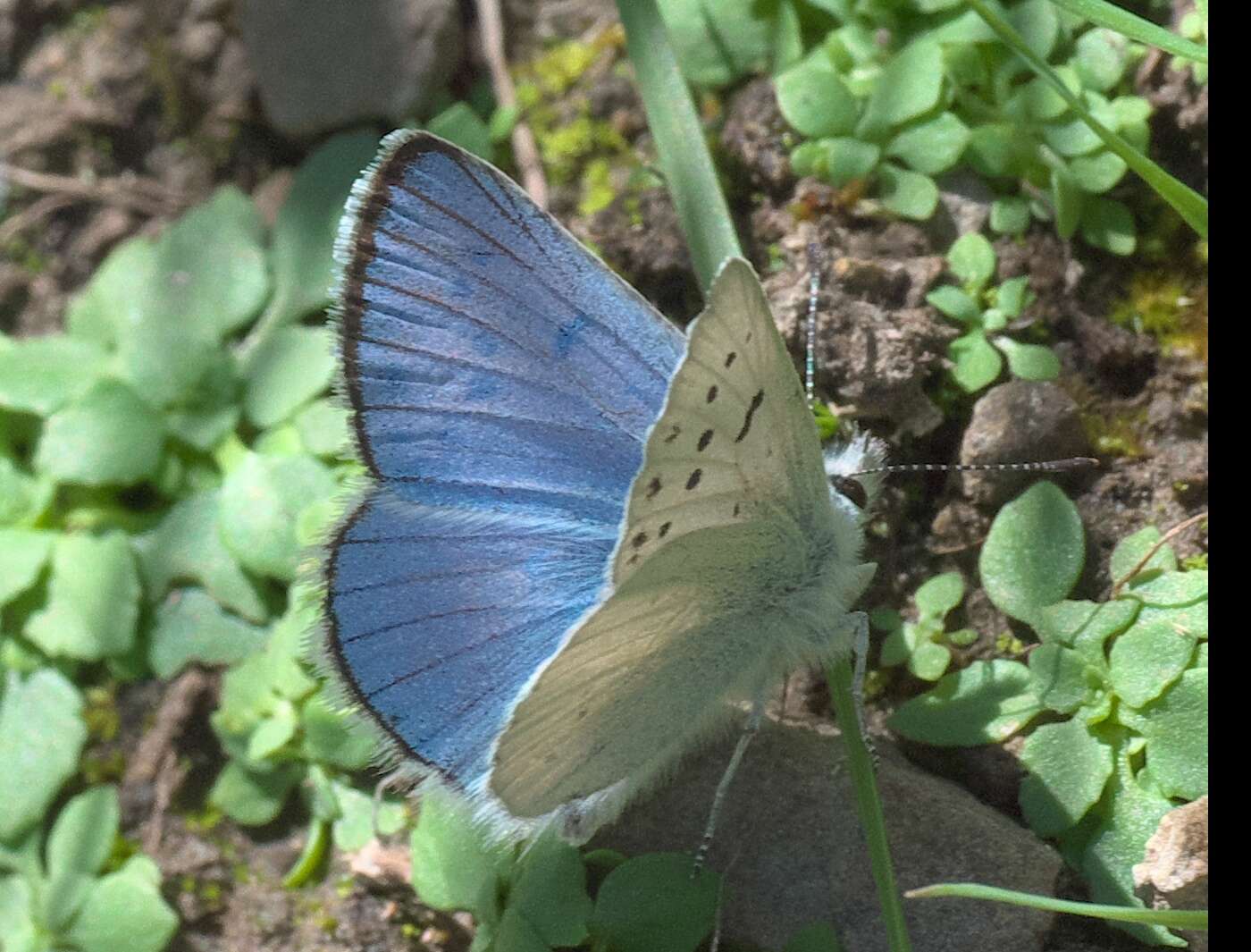 Image of Blue Copper