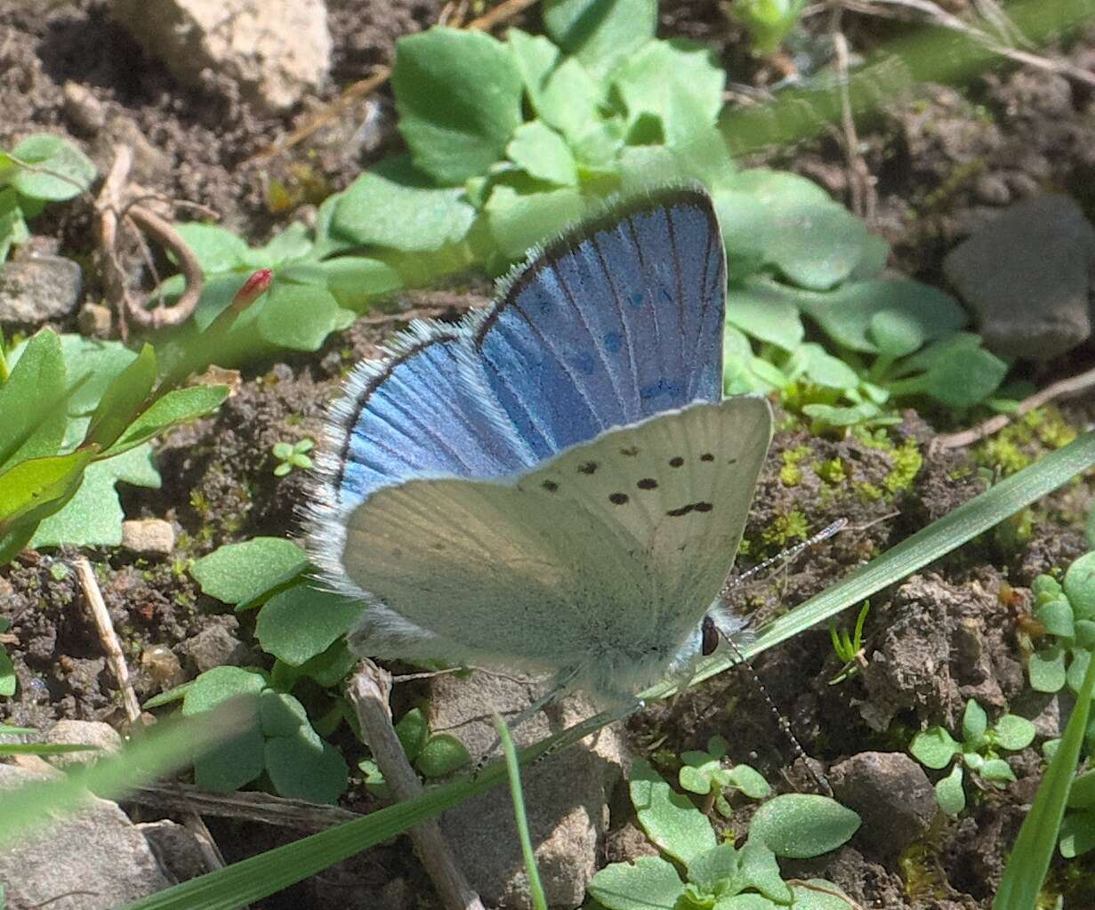 Image of Blue Copper