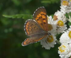 Image of Mariposa Copper