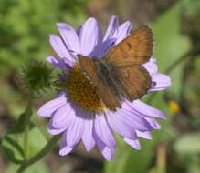 Image of Mariposa Copper