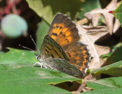 Image of Mariposa Copper