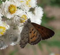 Image of Mariposa Copper