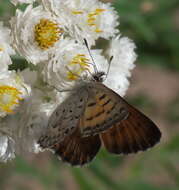 Image of Mariposa Copper