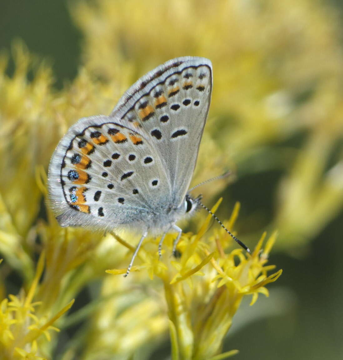 Image of Plebejus melissa