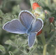 Image of Plebejus melissa