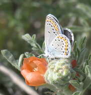 Image of Plebejus melissa