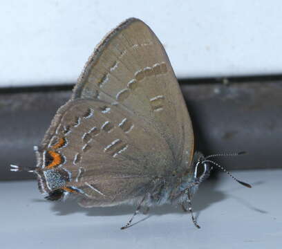 Image of Banded Hairstreak