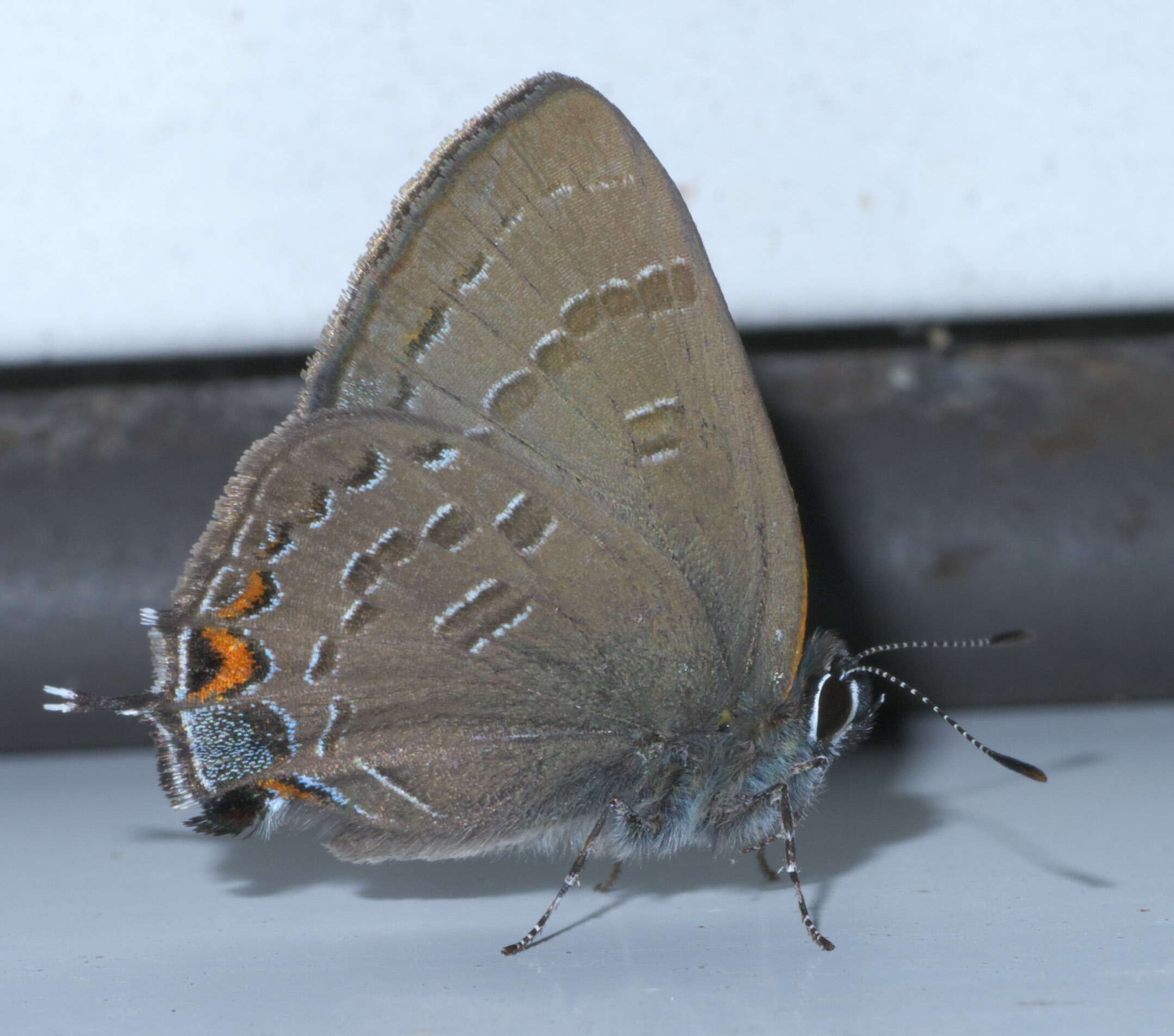 Image of Banded Hairstreak