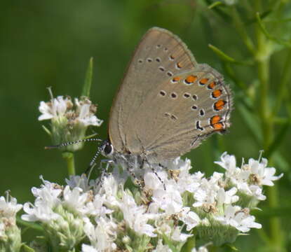 Image of Satyrium titus