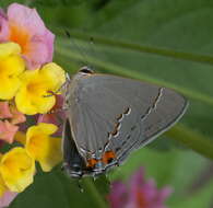 Image of Gray Hairstreak