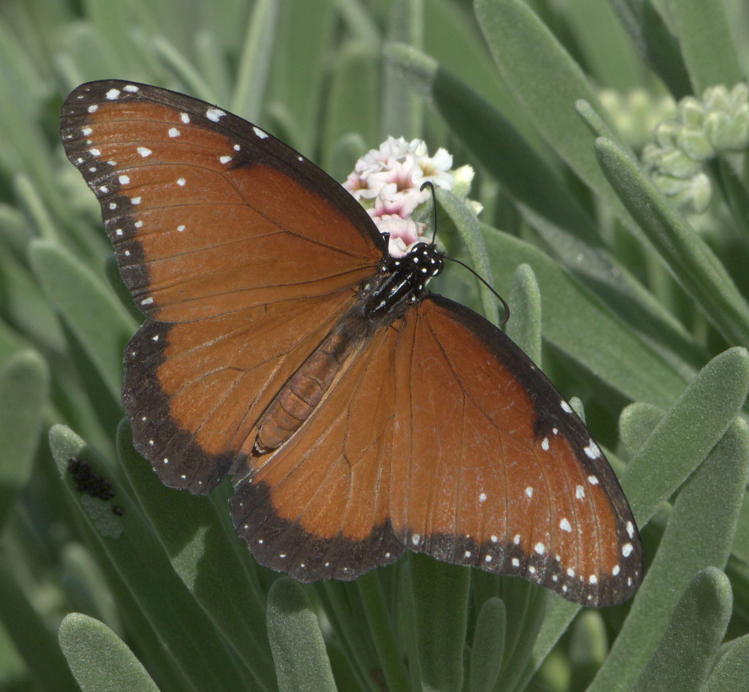 صورة Danaus (Anosia) gilippus Cramer 1775