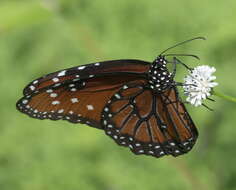 صورة Danaus (Anosia) gilippus Cramer 1775