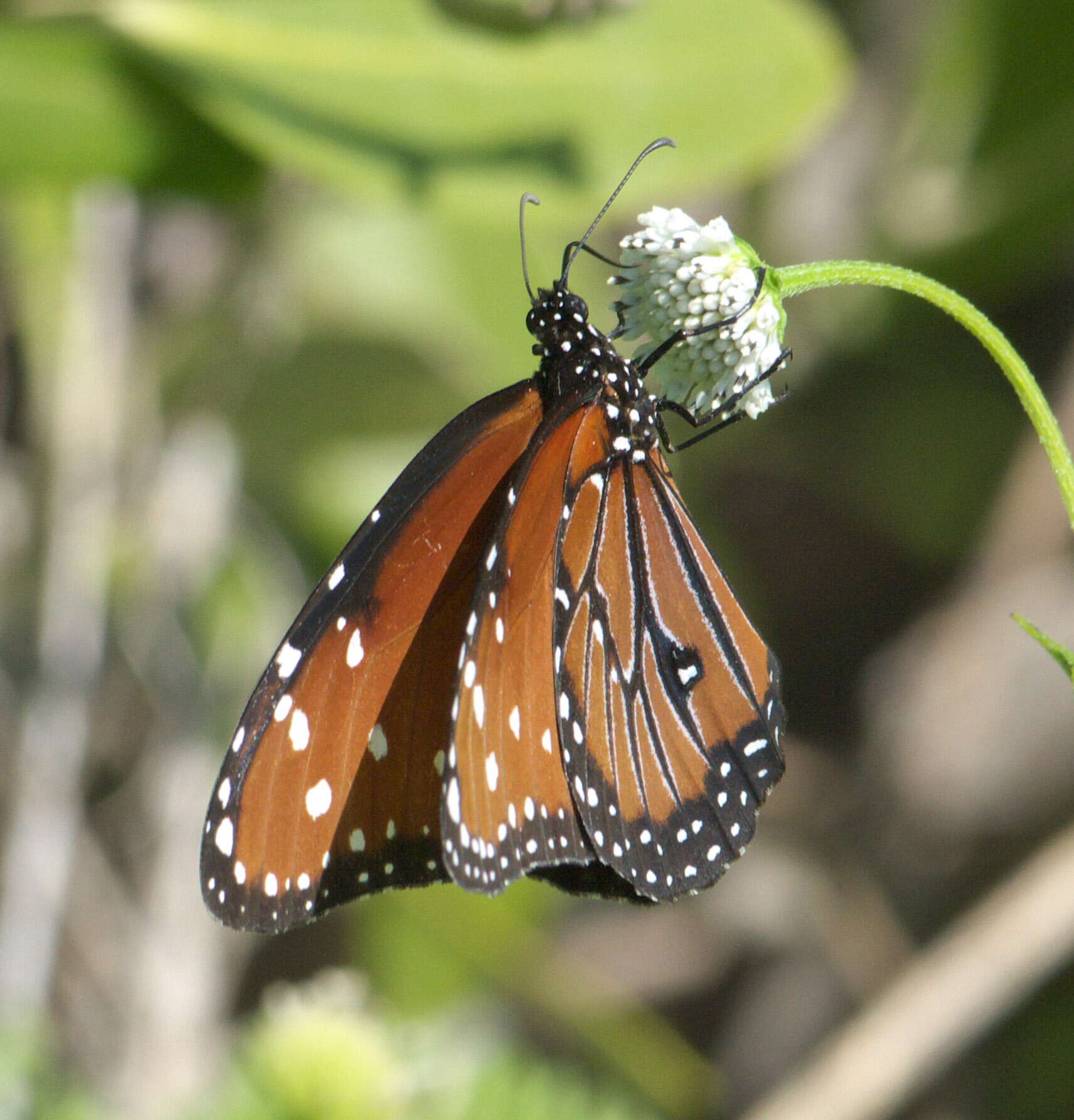 صورة Danaus (Anosia) gilippus Cramer 1775