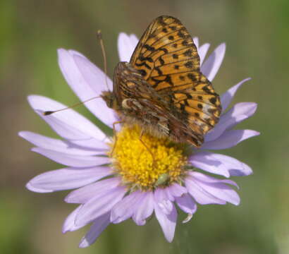 Image of Boloria chariclea