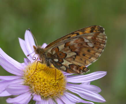 Plancia ëd Boloria chariclea