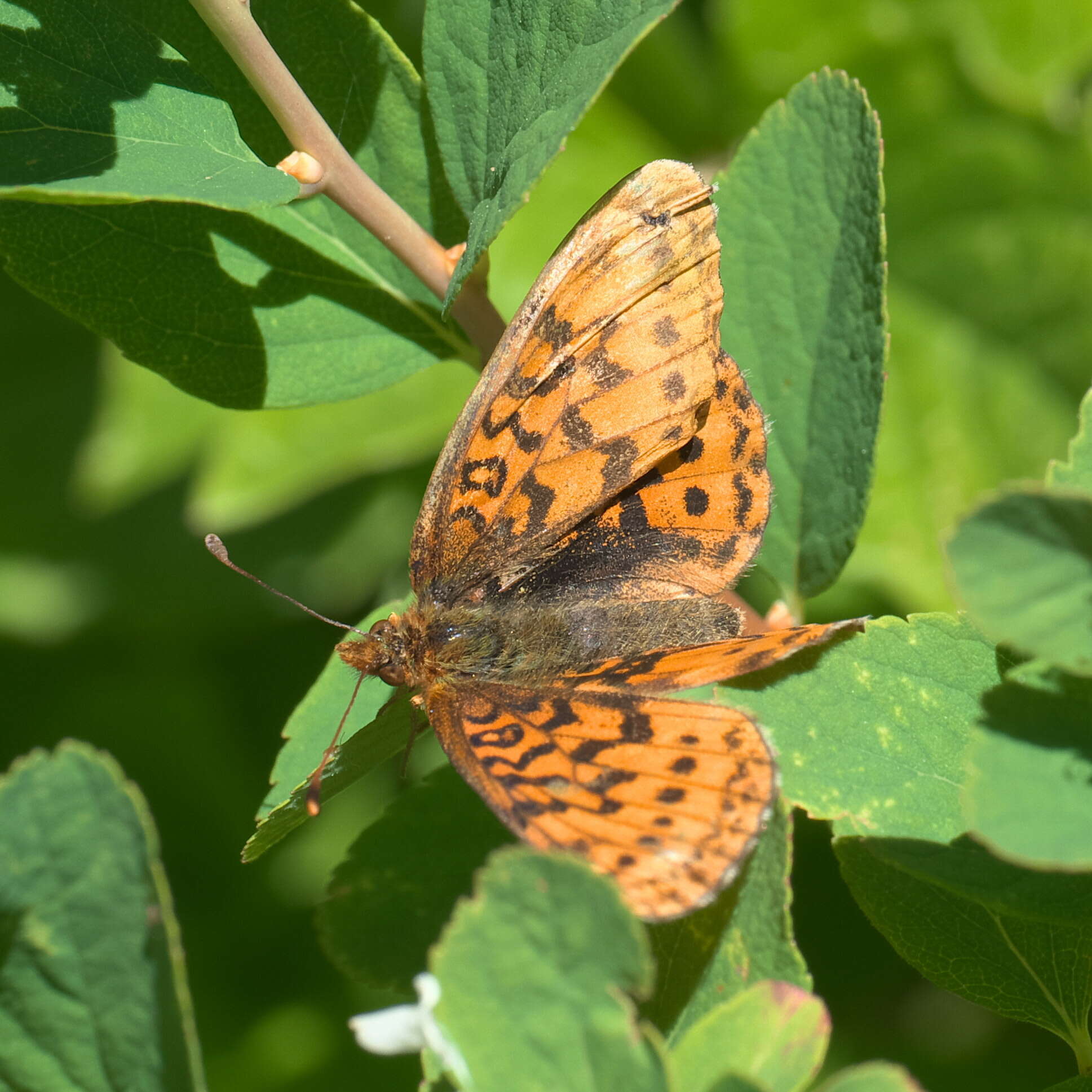 Image of Western Meadow Fritillary