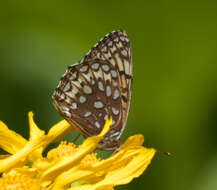 Image of Atlantis Fritillary