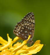 Image of Atlantis Fritillary