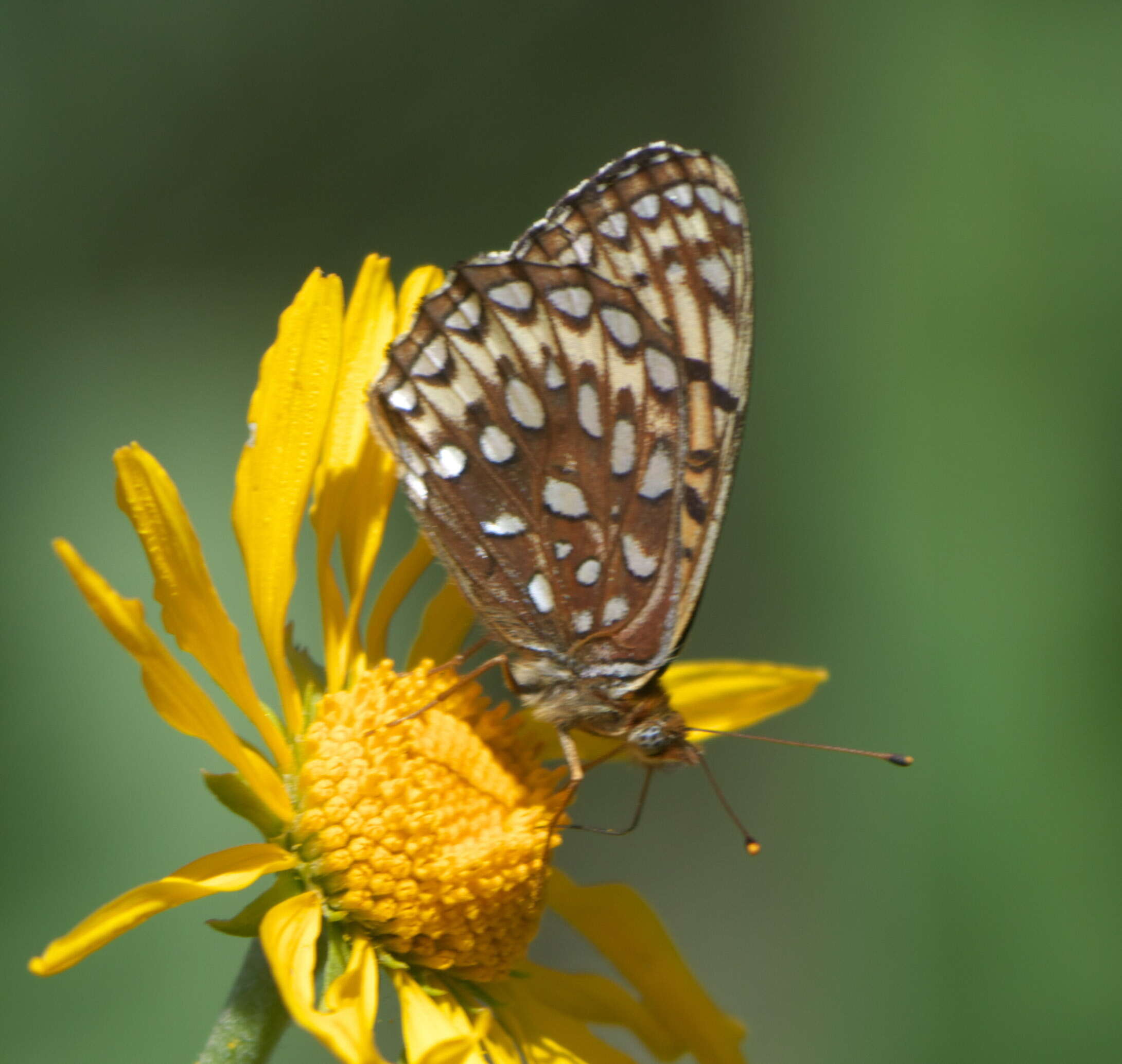 Image of Atlantis Fritillary