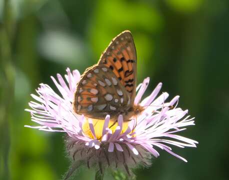 صورة Speyeria mormonia Boisduval 1869