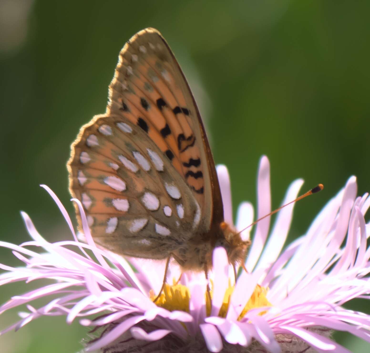 صورة Speyeria mormonia Boisduval 1869