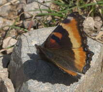 Image of Milbert's Tortoiseshell