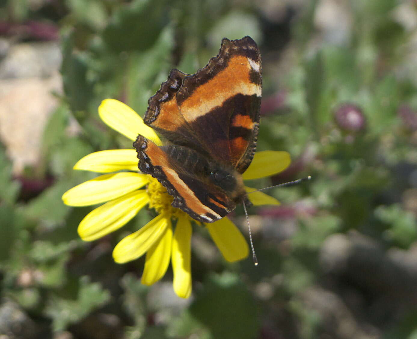 Image of Milbert's Tortoiseshell