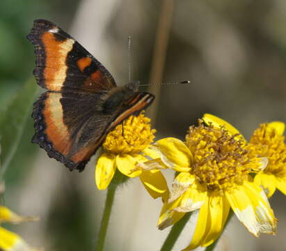 Image of Milbert's Tortoiseshell