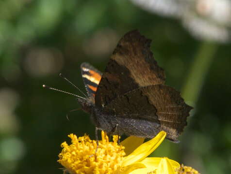 Image of Milbert's Tortoiseshell