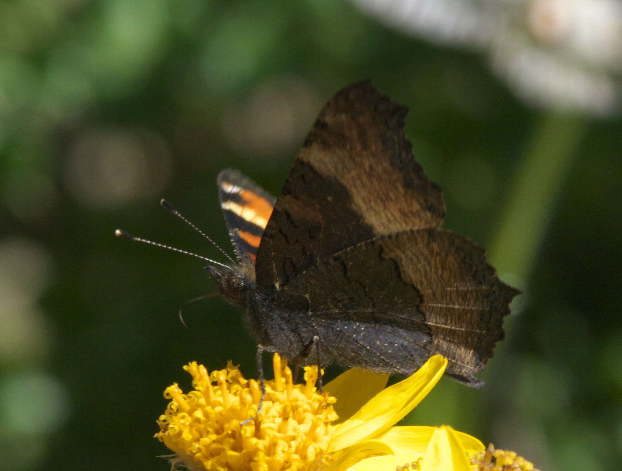 Image of Milbert's Tortoiseshell