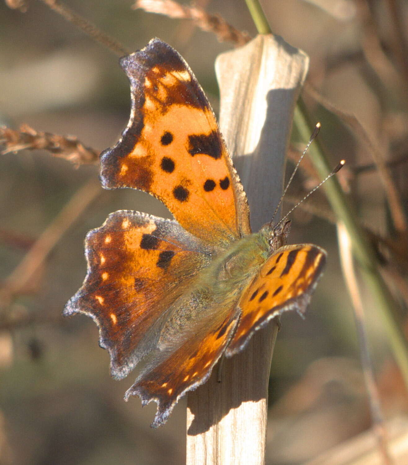 Image of Eastern Comma