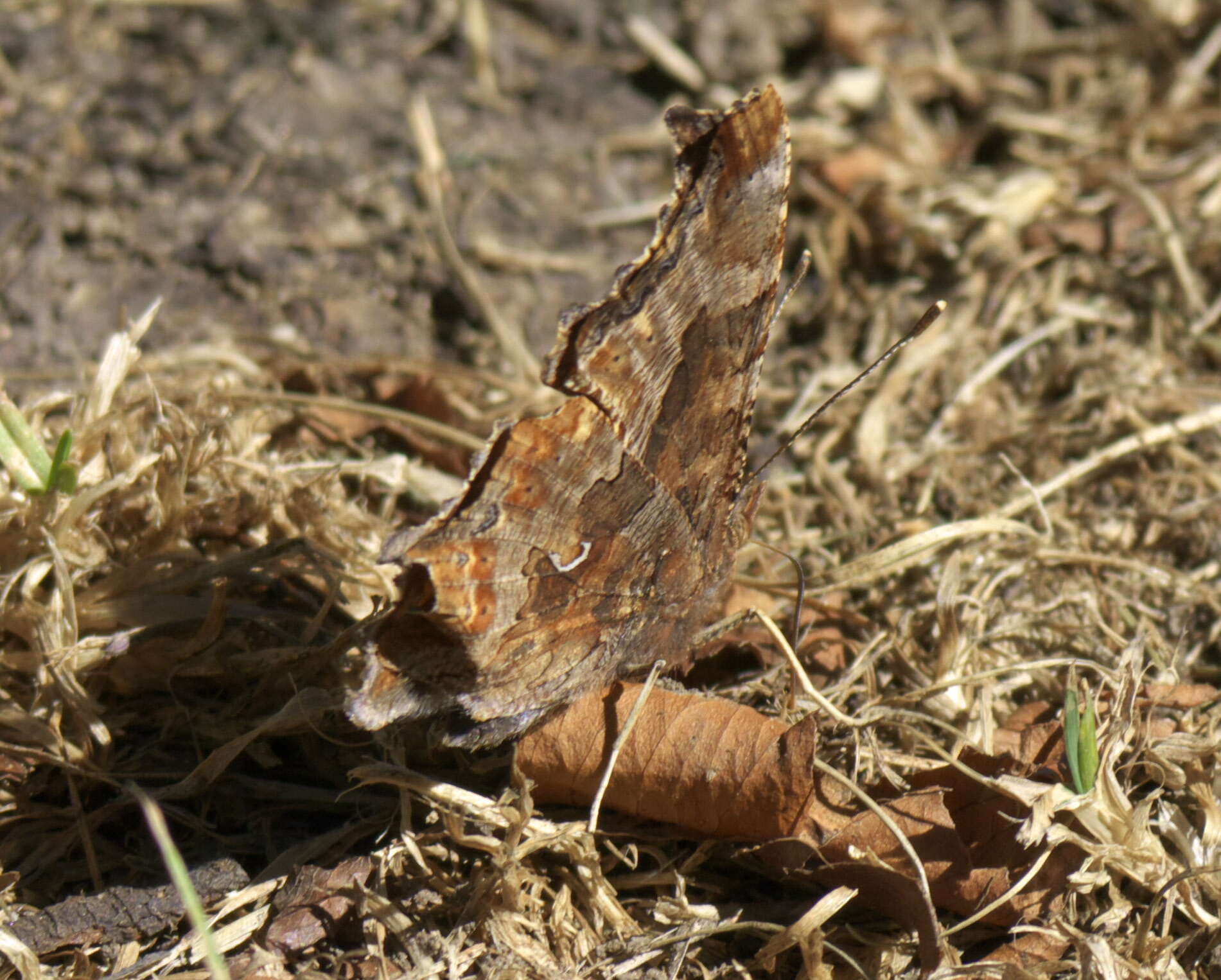 Image of Eastern Comma