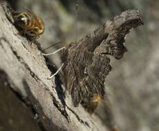 Слика од Polygonia progne Cramer 1775