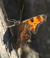 Слика од Polygonia progne Cramer 1775