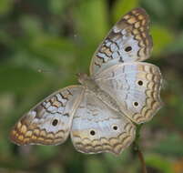 Image of White Peacock