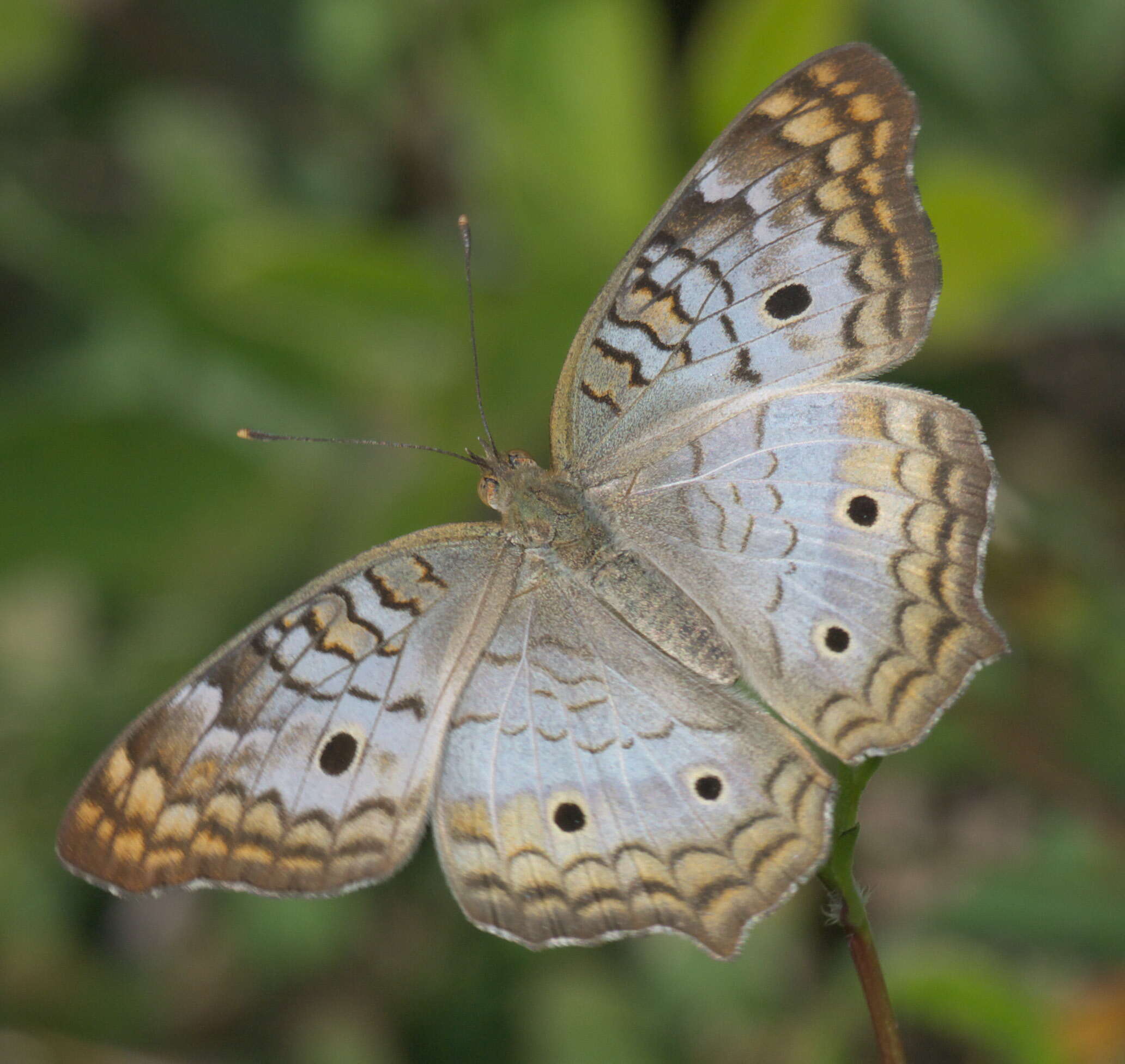 Image of White Peacock