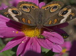 Image of Common buckeye