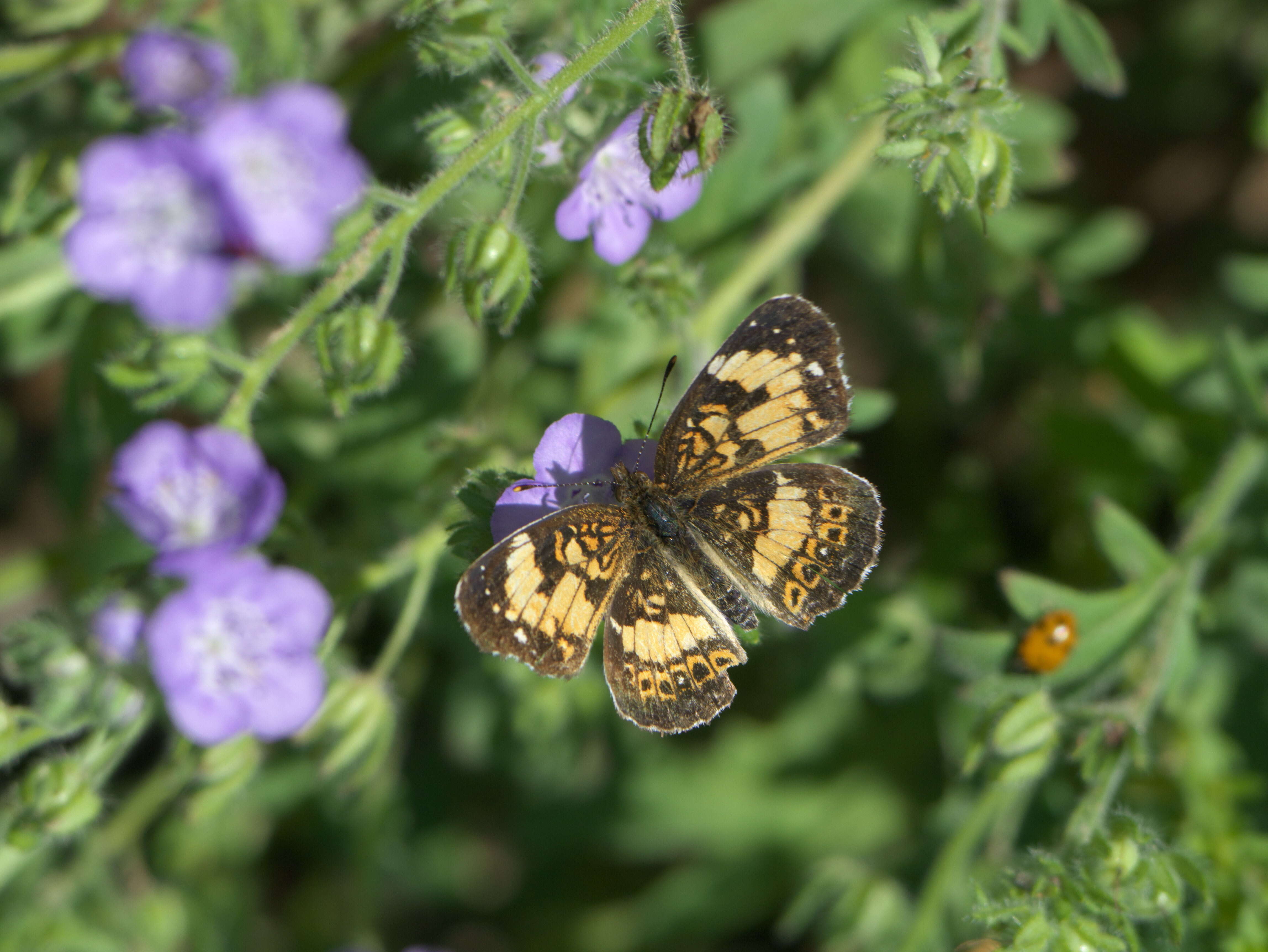 Image of Silvery Checkerspot