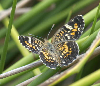 Image of Phaon Crescent