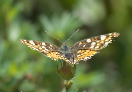 Image of Phyciodes pulchella