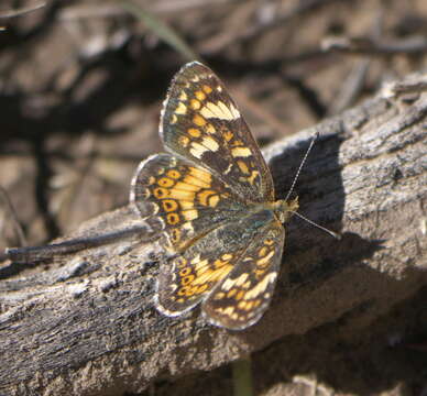 Image of Phyciodes pulchella